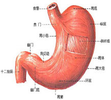 糜烂性胃炎